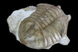 Unusual Asaphus Laevissimus Trilobite - Russia #127828-3